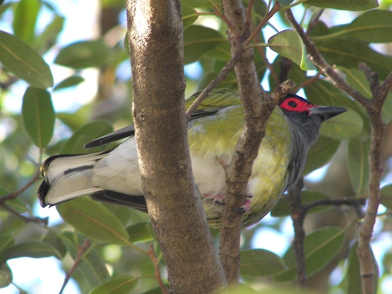 Australasian Figbird / Green Figbird