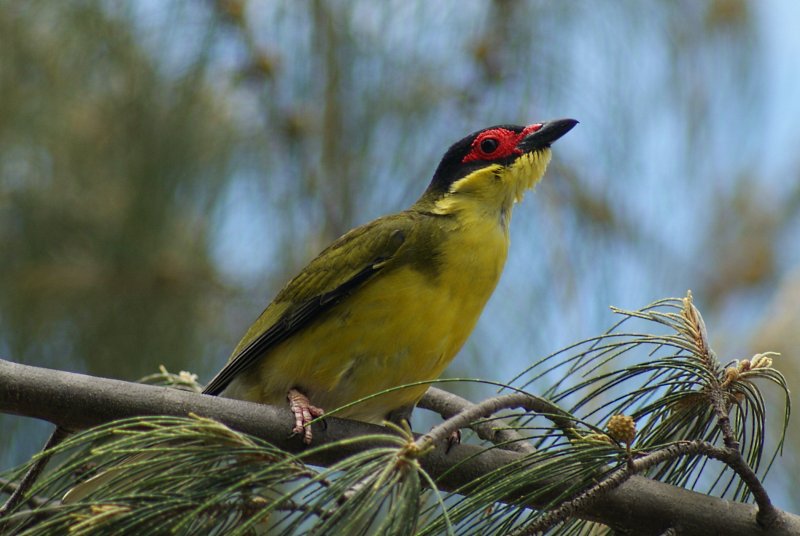 Australasian Figbird / Yellow Figbird