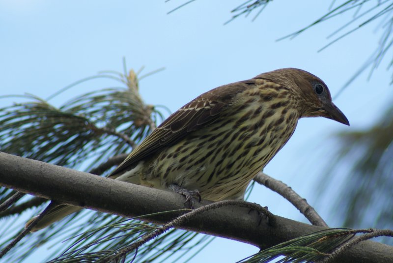Australasian Figbird female