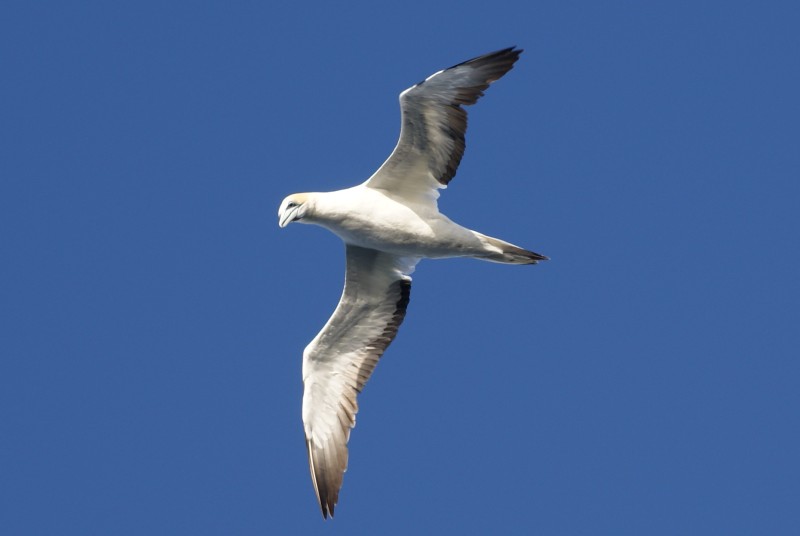 Australasian Gannet