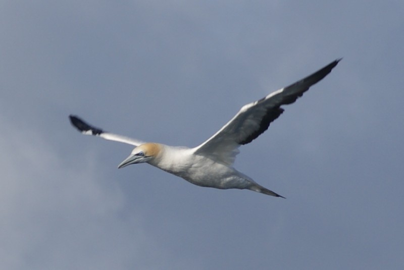 Australasian Gannet