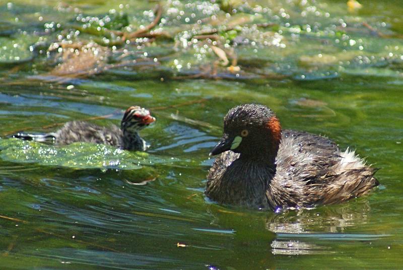 Australasian Grebe, summer with chicks