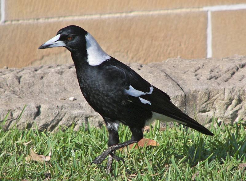 Australian Magpie - adult <i>tibicen</i>