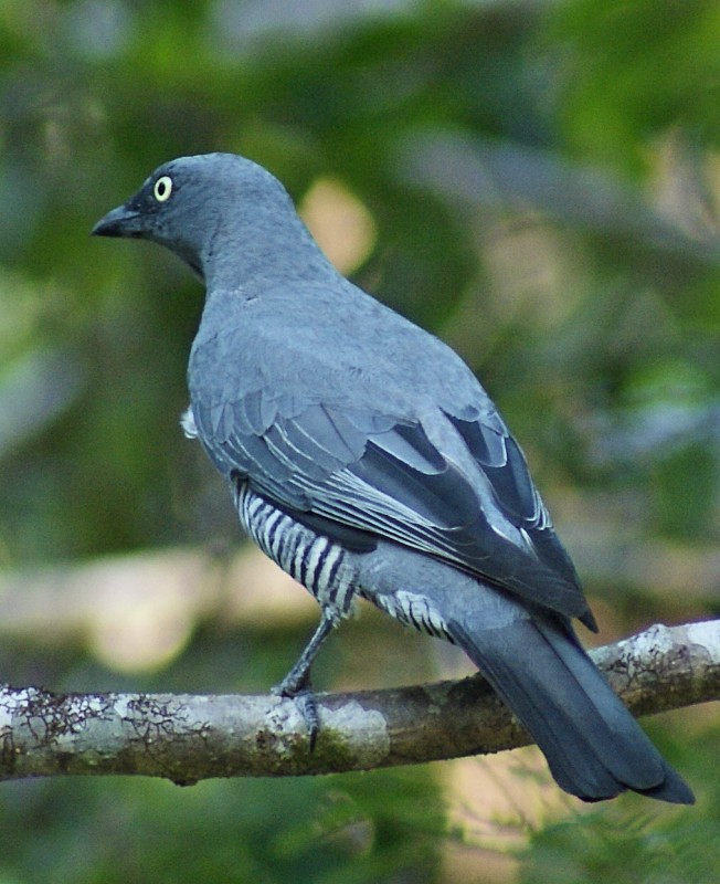 Barred Cuckoo-shrike