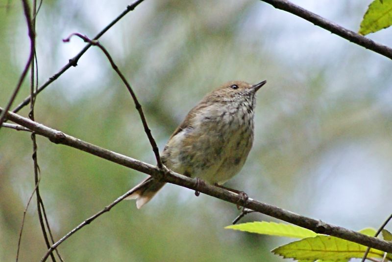 Brown Thornbill