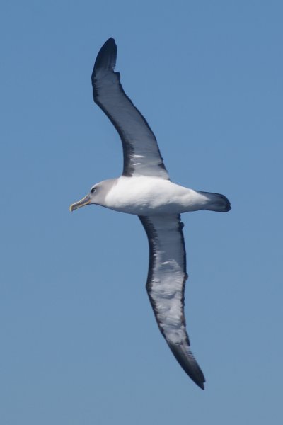 Buller's Albatross