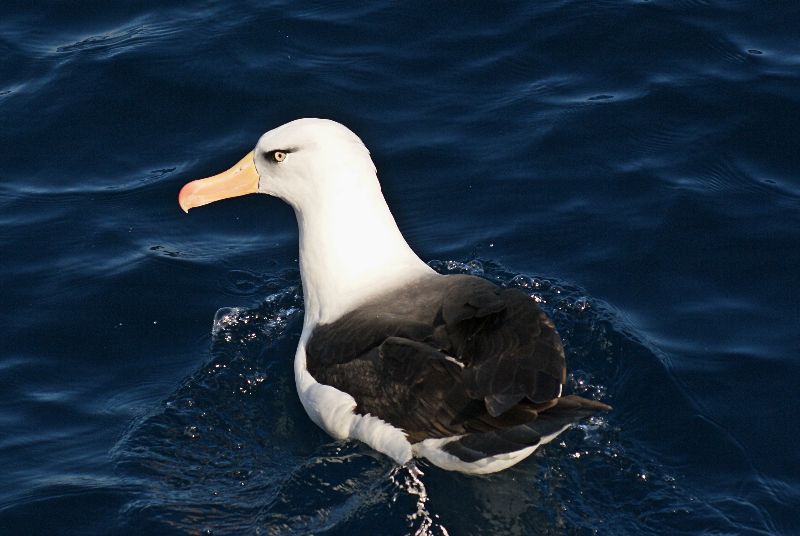 Campbell Albatross