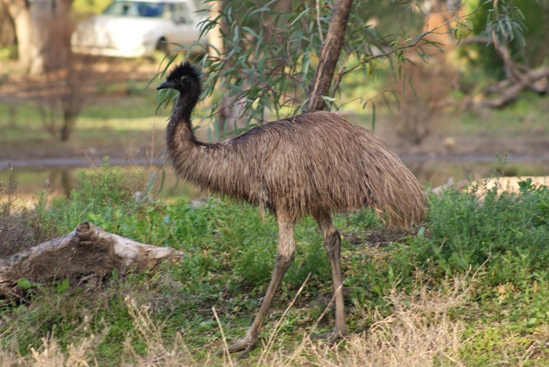 Juvenile Emu