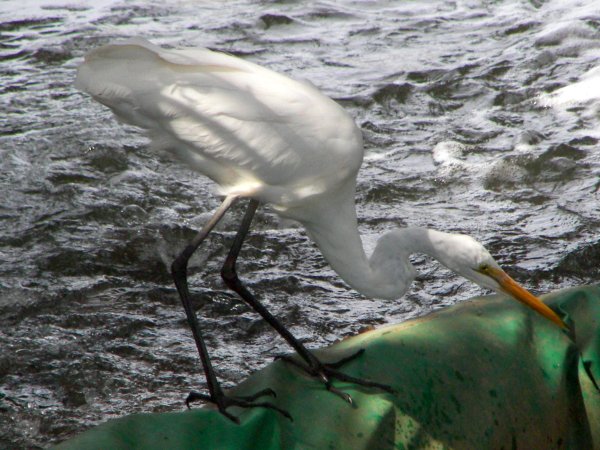 Great Egret
