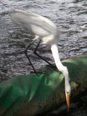Great Egret