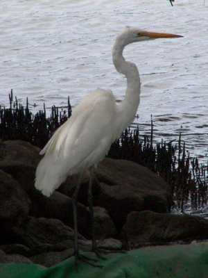 Great Egret
