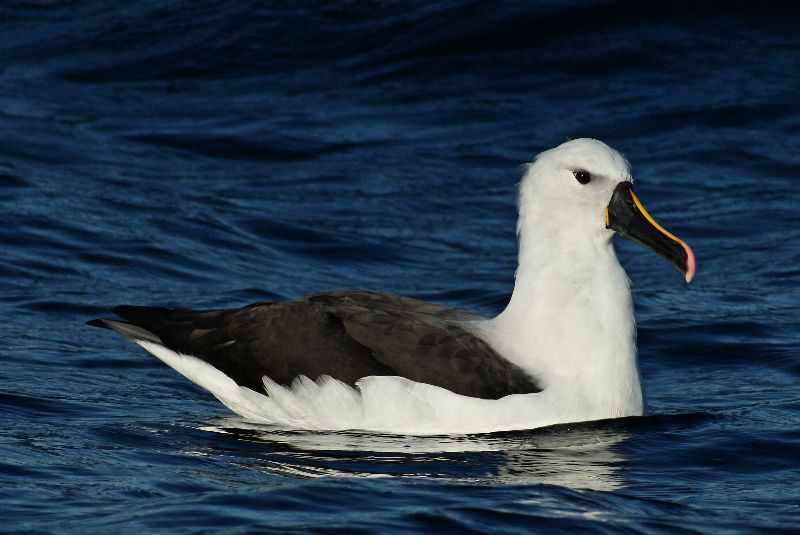 Indian Yellow-nosed Albatross