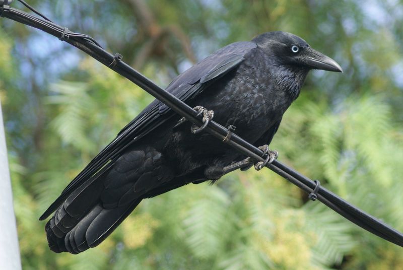 Little Raven