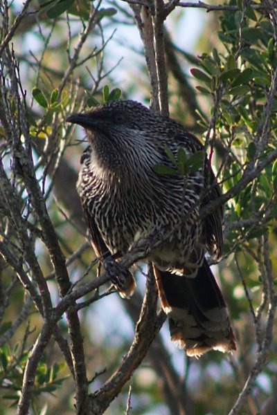 Little Wattlebird