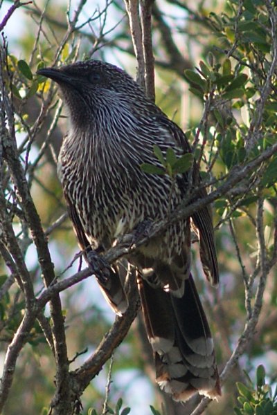 Little Wattlebird