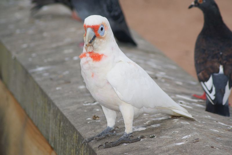 Long-billed  Corella