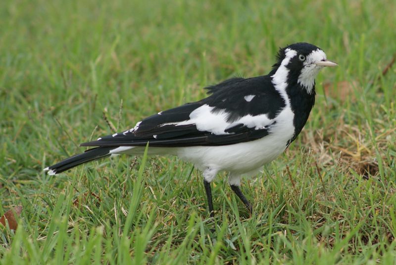 female Magpie-lark
