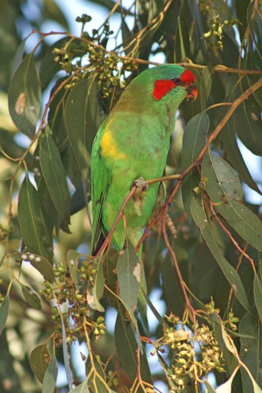 Musk Lorikeet