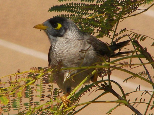 Noisy Miner