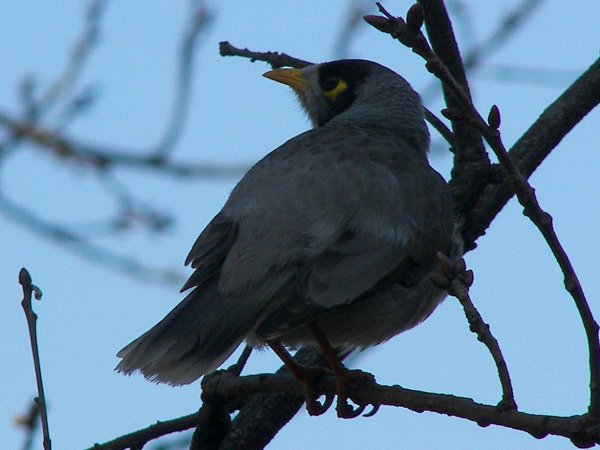 Noisy Miner