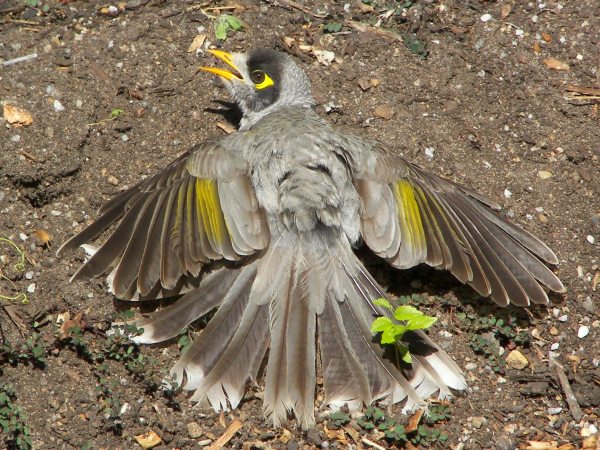 Noisy Miner