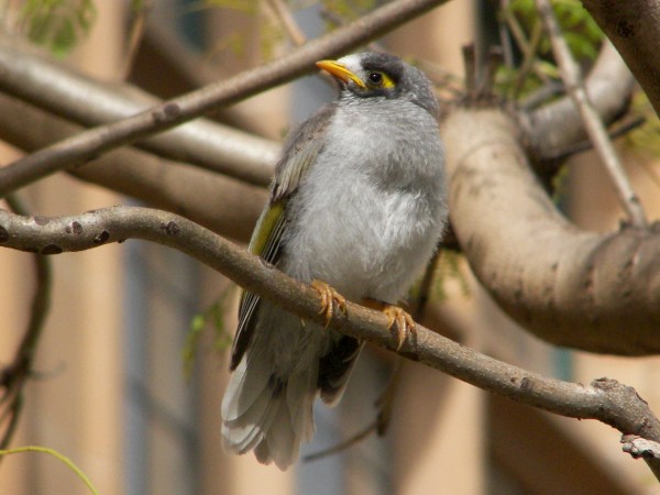 Noisy Miner