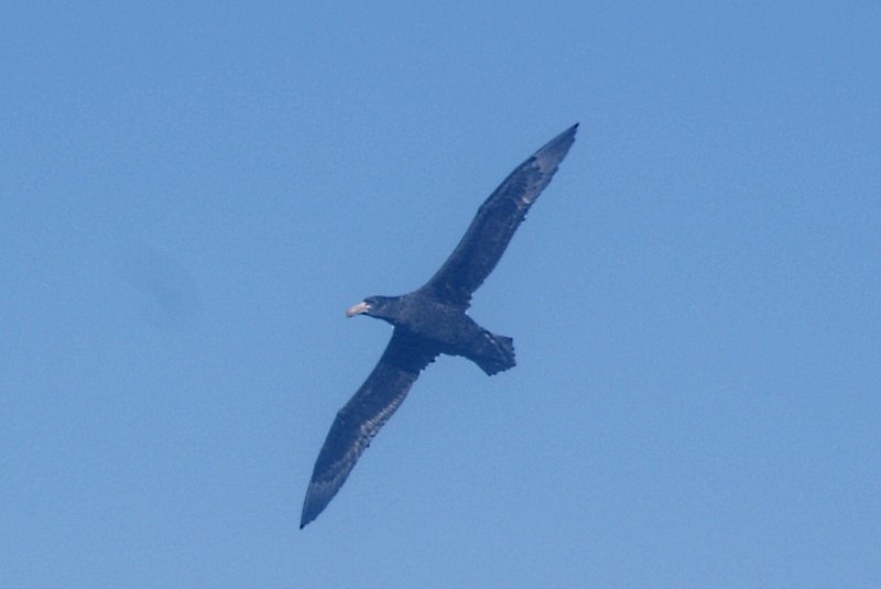 Northern Giant Petrel