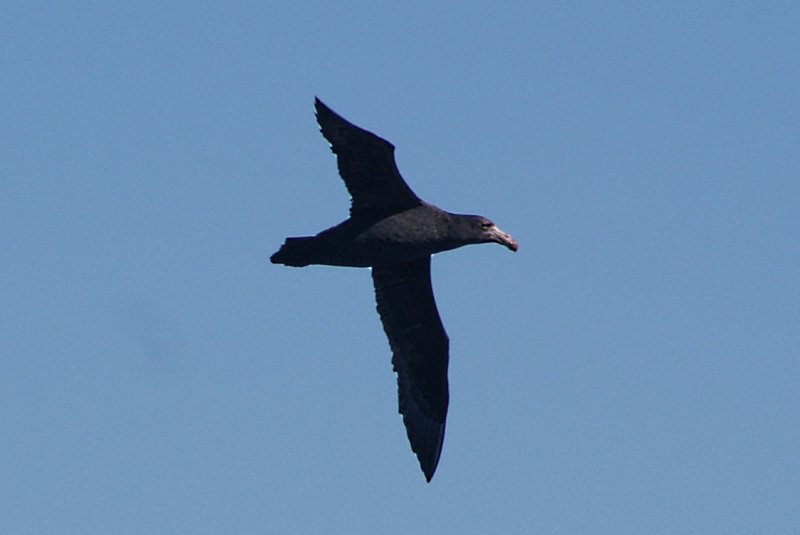 Northern Giant Petrel
