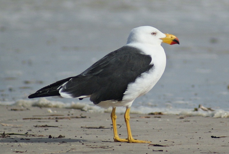 Pacific Gull adult ssp georgii