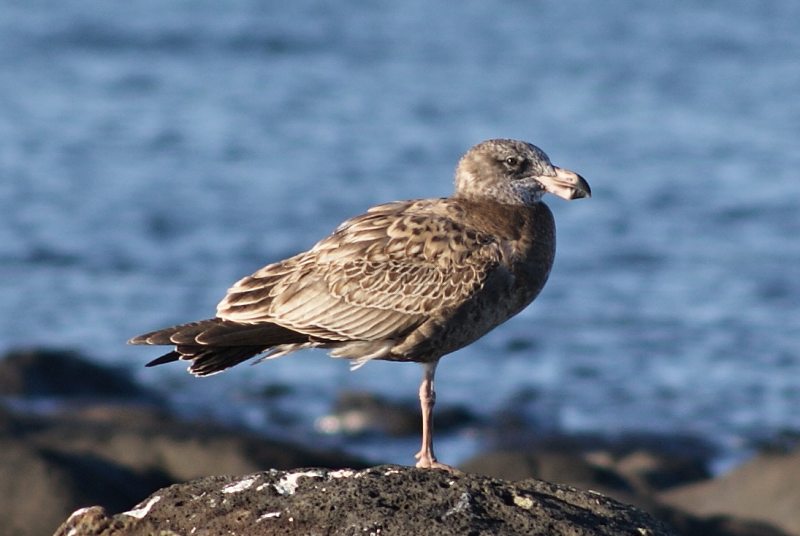 Pacific Gull 1st-year ssp pacificus