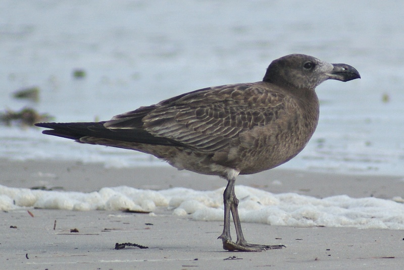 Pacific Gull 1st-year ssp georgii