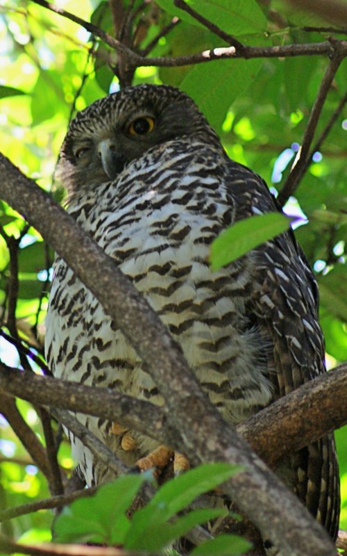 Powerful Owl