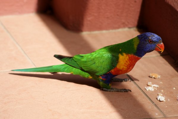 Rainbow Lorikeet
