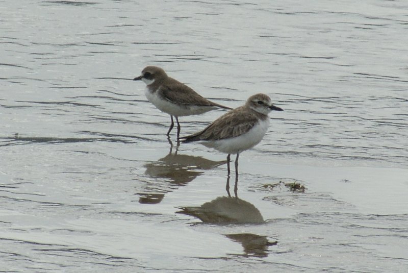 Greater and Lesser Sand Plover