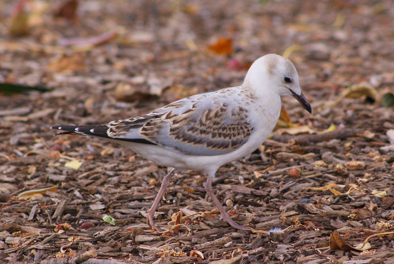 Silver Gull 1st-winter