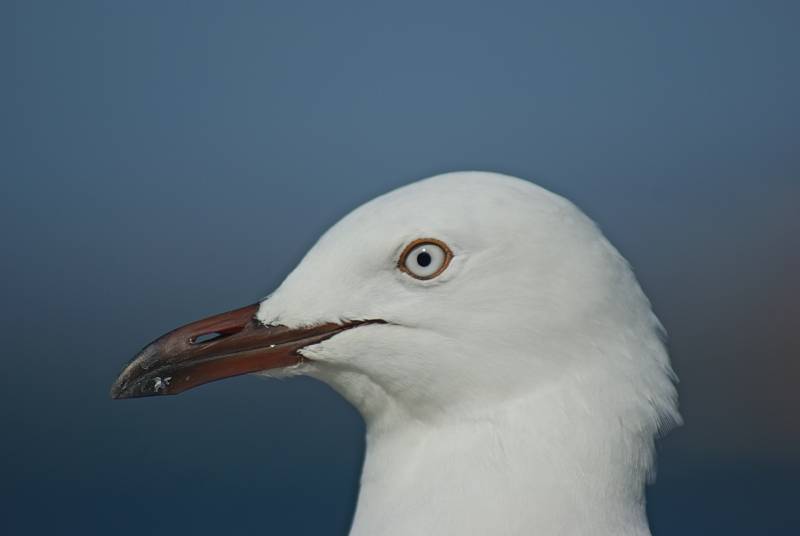 Silver Gull adult