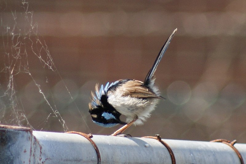 Superb Fairy-wren moulting male