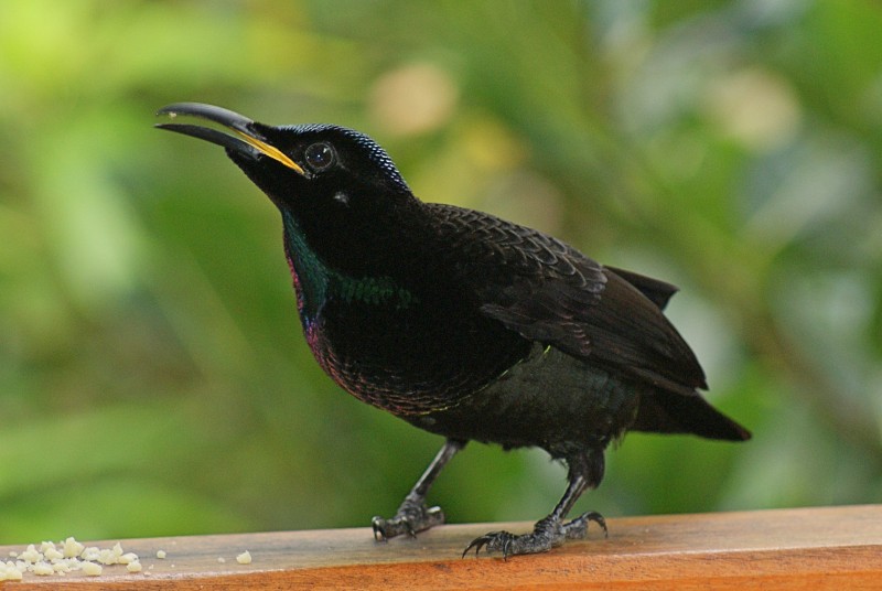 Male Victoria's Riflebird