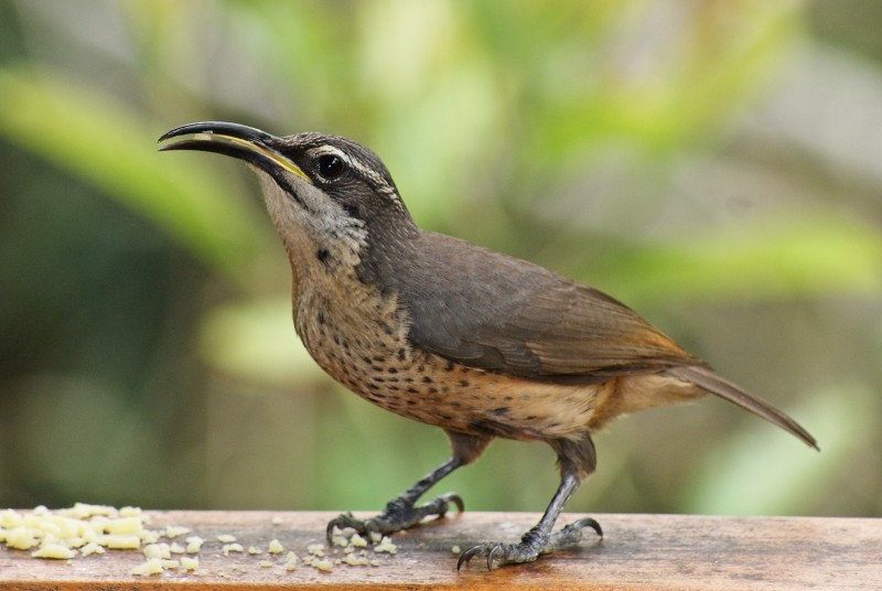 Female Victoria's Riflebird