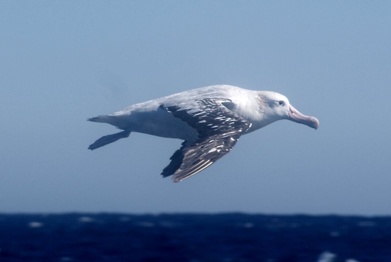 Wandering Albatross