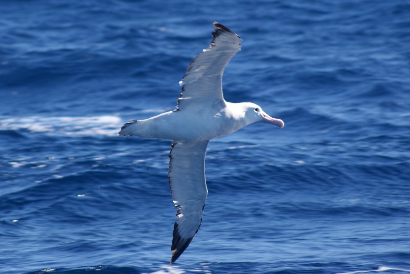 Wandering Albatross