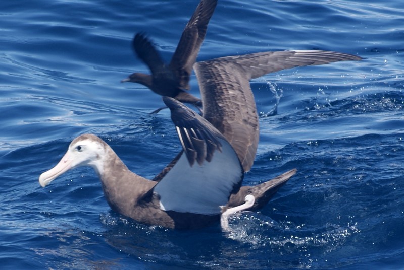 Wandering Albatross juvenile