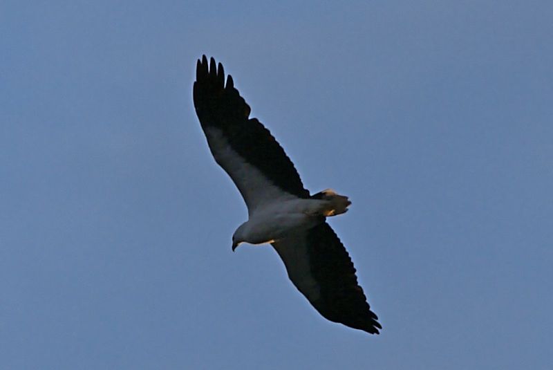 White-bellied Sea-eagle