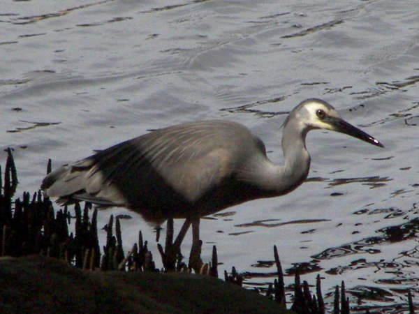 White-faced Heron