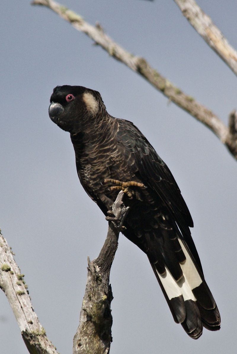 Baudin's Black Cockatoo