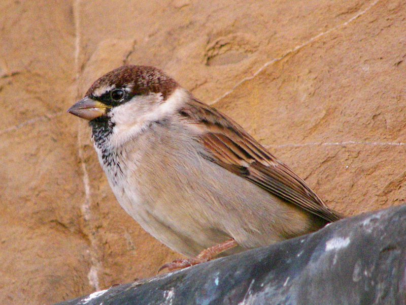 Italian Sparrow, male.