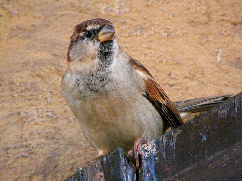 Italian Sparrow, male.
