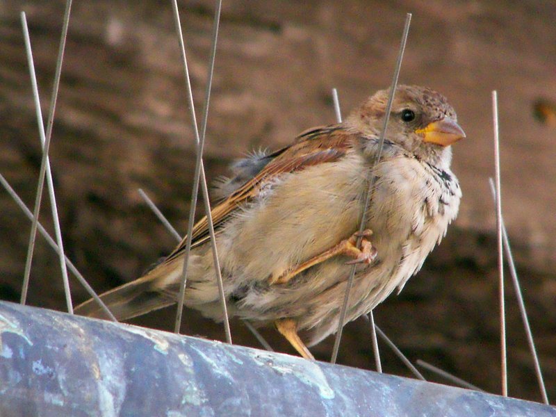 Italian Sparrow, female.