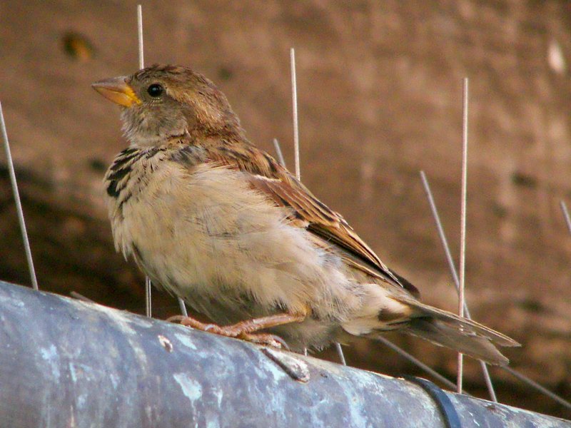 Italian Sparrow, female.