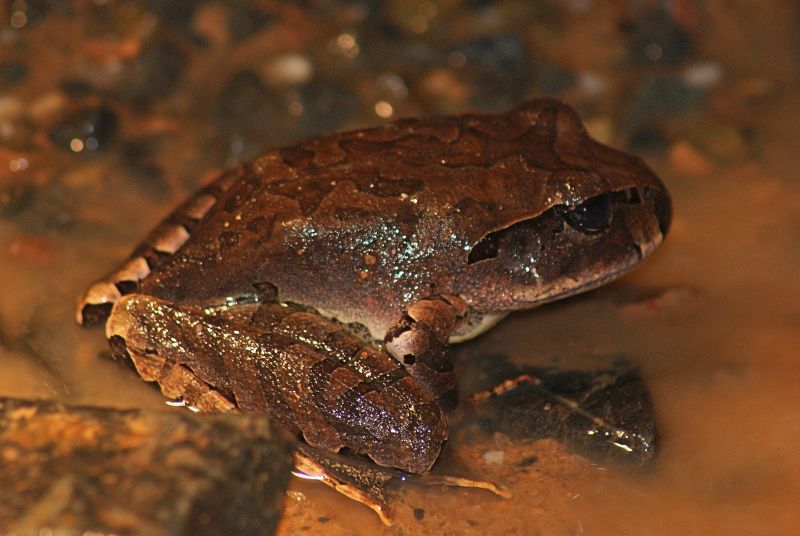 Cogger's Frog